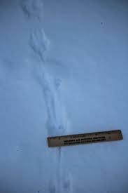 Vole tracks following snow melt when the snow melts from your yard (and it will), you may notice little pathways in your grass. Vole Wondermyway