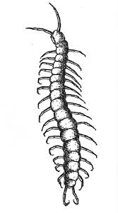 Hand Drawn Print Centipede Blank Greetings Card A6 With White Envelope And Sticker Bug Tattoo Tattoo Flash Art Tattoo Filler