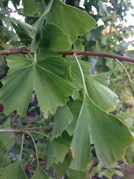 Ginkgo Biloba Graines D Arbre Aux 40 Ecus A Planter Planter Des Graines Graine Graines D Arbres