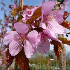 Cherry trees in national mall and memorial parks okame (prunus x 'okame') a small, round headed cherry which blooms with bright pink flowers. Prunus Sargentii Rancho Upright Sargents Cherry Blossom Trees