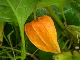 Image result for Physalis viscosa