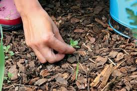 Günstiges rindenmulch beim fachhändler für gartengestaltung ✓ kauf auf rechnung ✓ jetzt erde online erde zu günstigen preisen online kaufen. Mulch Material Verwendung Und Tipps Mein Schoner Garten