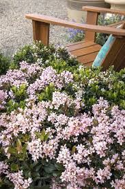 Image result for Hippocratea buchananii