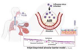 Because the alveolar basement membrane must govern the homeostasig of alveolar tissue architecture, it was concluded that its preservation is necessary to avoid the abnormal remodeling of the alveoli in the reparative stage of dad, if the patient survives the acute episodes of the disease. A 3d Printed Artificial Lung Model