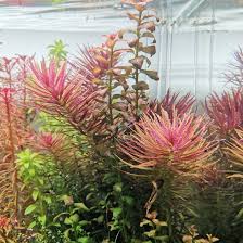 Image result for Limnophila fluviatilis