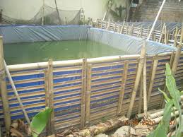 Komunitas Budidaya Lele Sangkuriang Kolam Ikan Kolam
