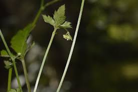 Image result for Sanicula elata