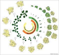 Animal cells do not have cell walls. Leaf Size Control Complex Coordination Of Cell Division And Expansion Trends In Plant Science