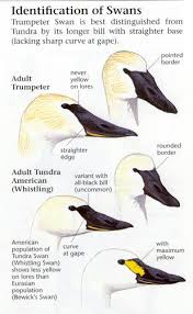 Swan Identification Chart Trumpeter Swan Swan Wings Swan