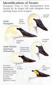 swan identification chart trumpeter swan swan wings swan