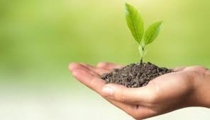 Resultado de imagen para plantas