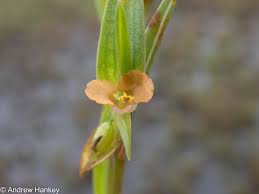 Image result for Commelina subulata