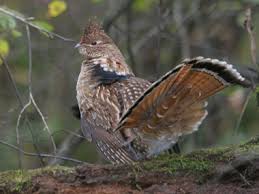 Interactive state of georgia color pages. Pennsylvania State Bird Ruffed Grouse