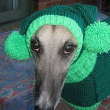 Levriero è nato a sud 36.000 anni fa. 20 Fashion Cani Levrieri Tutti Da Guardare Dogbuddy Blog