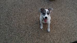 Our board & train program will help instill basic manners like house training, crate training and keeping a schedule, in addition to all the basic obedience cues you'll need. Pin On Sarah Lowell Dog Training Llc