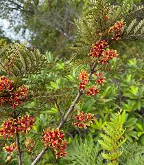 Image result for Vangueria ferruginea