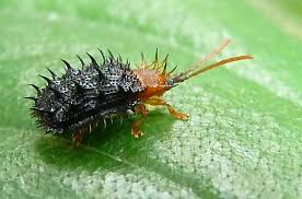 Black And Orange Caterpillar With White Spikes Interesting Insect Insects Beautiful Bugs Minibeasts
