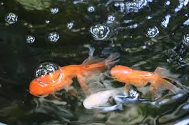 Das männchen reizt die fischin, den laich abzulegen, dieser wird dann im wasser vom milchner des männchens befruchtet. Goldfische Im Teich Alles Zur Haltung Im Gartenteich