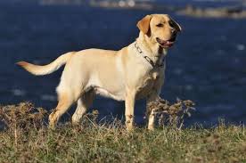 8 Surprising Facts About Labrador Retrievers Labrador Retriever Labrador Labrador Dog
