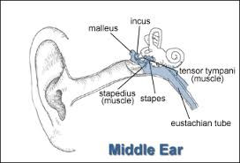 Safety And Health Topics Occupational Noise Exposure