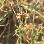 Image result for Ocimum filamentosum