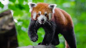 Find the best red panda wallpaper hd on getwallpapers. Wallpaper Cute Red Panda Green Background 3840x2160 Uhd 4k Picture Image