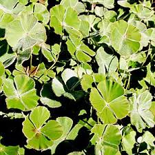 Image result for Marsilea burchellii