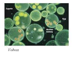 May 22, 2019 · a zygote is unicellular on the other hand fetus is multicellular. Subkingdom Protozoa General Characteristics Singlecelled Or Unicellular Organisms