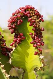 Image result for Monadenium torrei