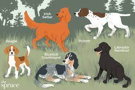 The Spruce Pets