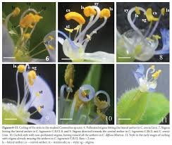 The spiraling ginger plant, grown worldwide, comes in many different colors and flower shapes. Scielo Brasil Comparative Pollination Role Of Stamens And Breeding System In Three Species Of Commelina Commelinaceae In Ile Ife Nigeria Comparative Pollination Role Of Stamens And Breeding System In Three Species