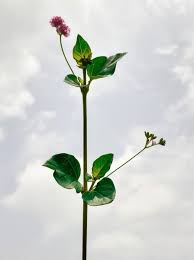 Image result for Boerhavia diffusa