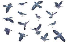 Get Your Design Freebie Bird Set Blue Jay 01 Stockimages Png Freebies Golubaya Sojka Hudozhniki