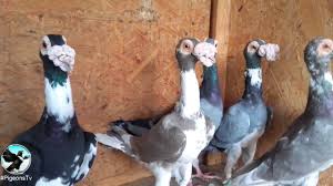 Pigeon Of English Carrier Breed In A Cage For A Bird Show In Ukraine Stock  Image - Image Of Beautiful, Bird: 160767589