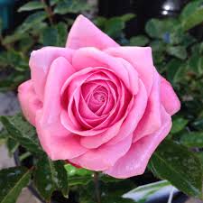 Belinda S Dream Rose Love Rose Rose Flower Garden