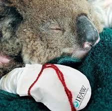 Craft Mittens To Help Save The Koalas Koalas Paw Protector Animals