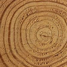 While 12 c is the most abundant carbon isotope, there is a close to constant ratio of 12 c to 14 c in the environment, and hence in the molecules, cells, and tissues of living organisms. Cross Checking Dating Methods Tree Rings Varves And Carbon 14 Articles Biologos