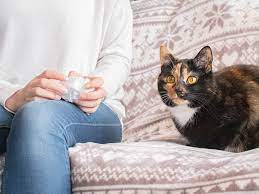 Cat Allergies Top Ten Steps For Reducing Allergies To Cats