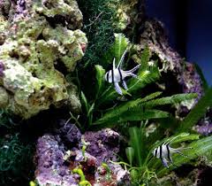 As water evaporates, the salt is left behind. How To Set Up A Planted Marine Aquarium Practical Fishkeeping