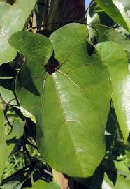 Image result for Aristolochia albida