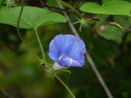 Image result for Ipomoea polymorpha