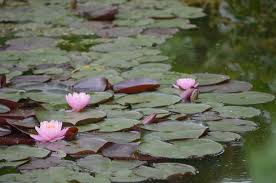 Check spelling or type a new query. A Lotus Confusion Involving Water Lilies Ministry Of The Fence