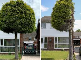 There is a 2.4m wall behind our. Cut Down Conifer Becomes Sheffield Attraction After Neighbour Dispute Sheffield The Guardian