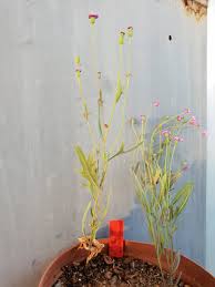 Image result for Ochna barbosae