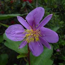 Image result for Clappertonia ficifolia