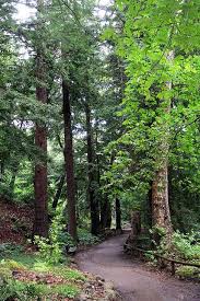 Santa Barbara Botanical Gardens Botanical Gardens Woodland Garden Santa Barbara