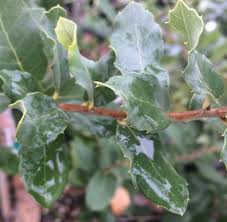 Image result for Quercus suber