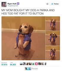 Fat puppy store was created by dog owners, for dog owners. One Sad Fat Doggo 9gag