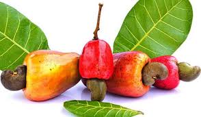 We did not find results for: Cashew Tree