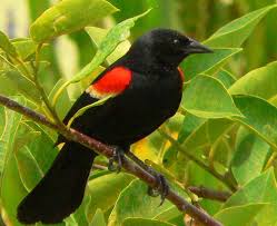 Update Running With Nature Black Bird Red Wing Blackbird Bird